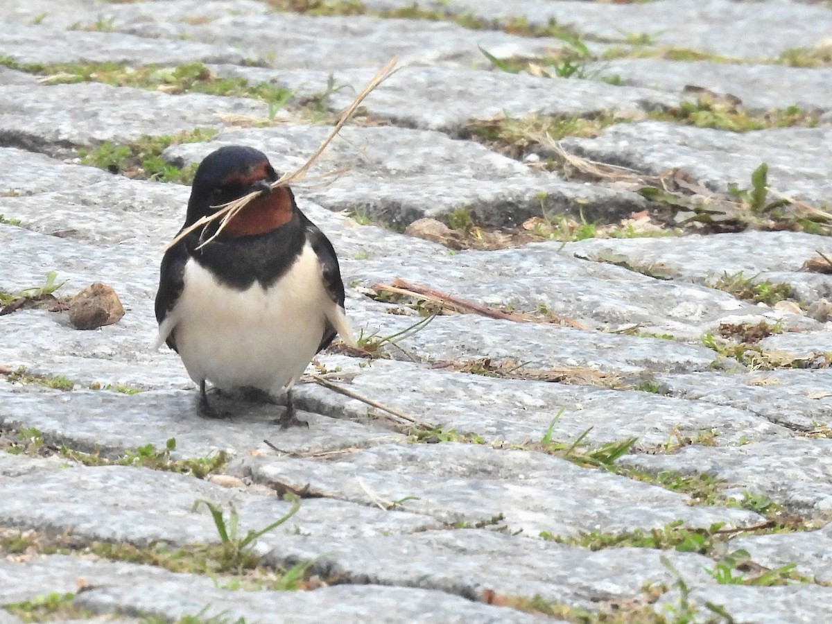 Golondrina Común - ML632665649