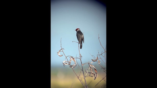Yellow-billed Cardinal - ML632665777