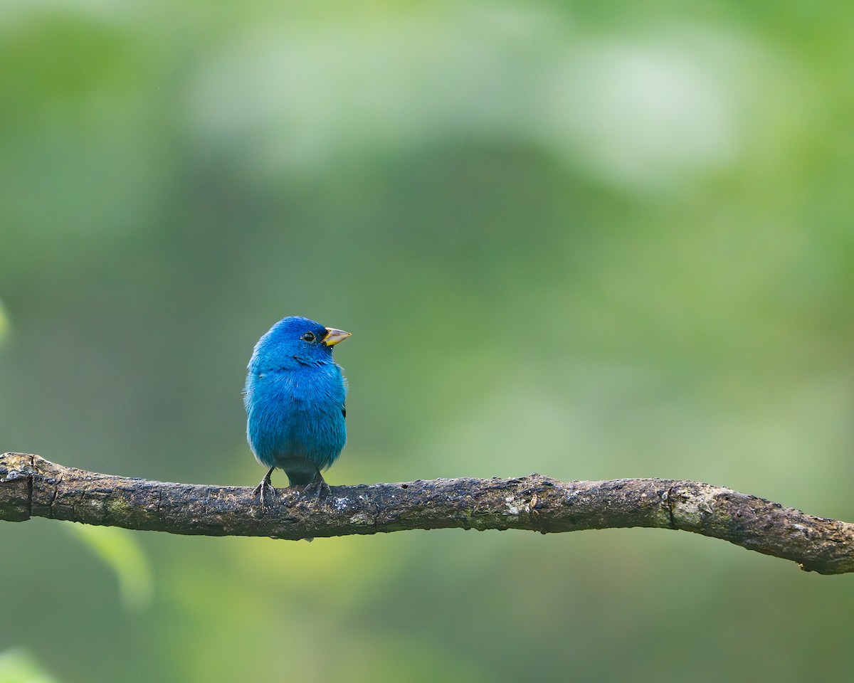 Indigo Bunting - ML632665860
