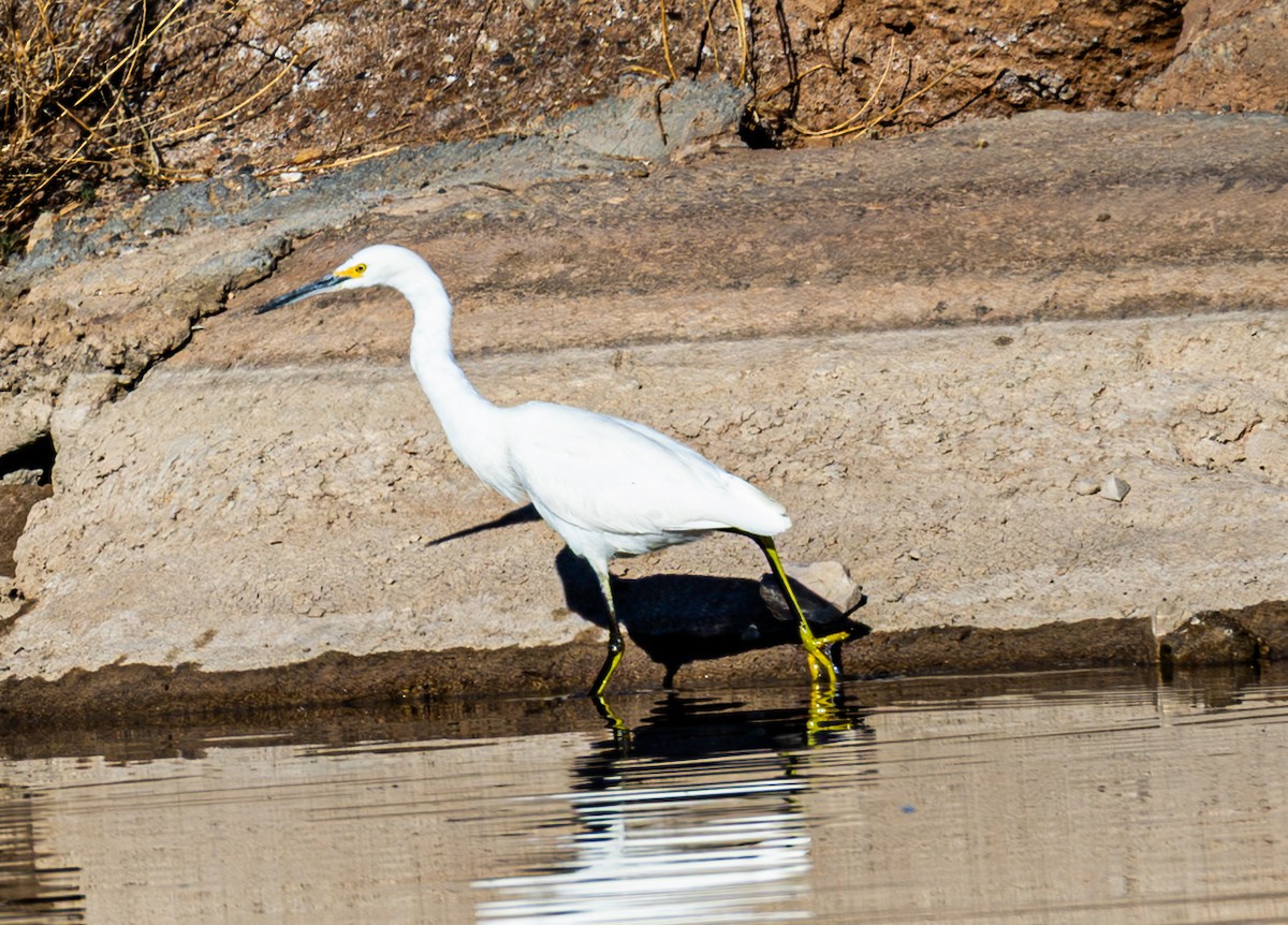 Snowy Egret - ML632665892