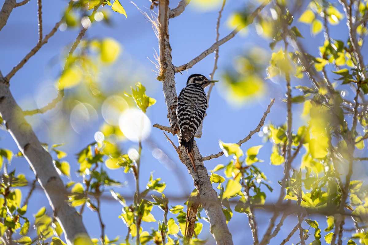 Ladder-backed Woodpecker - ML632665899