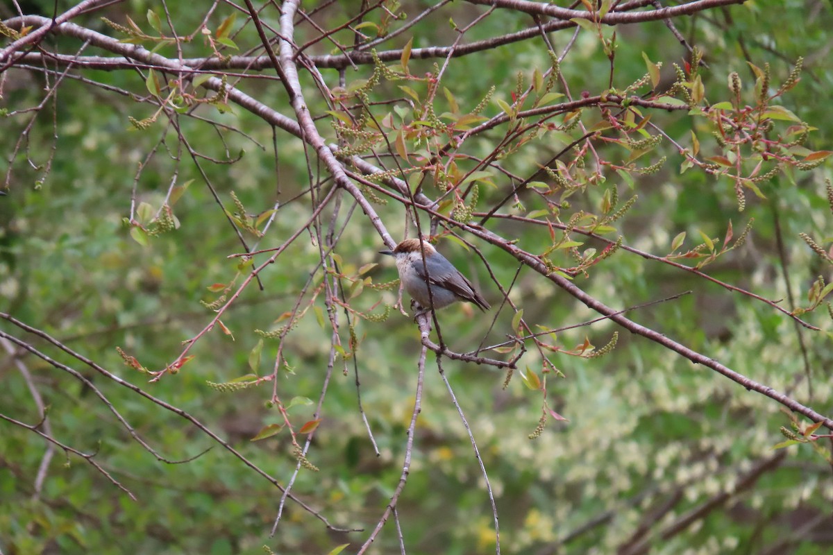 Brown-headed Nuthatch - ML632665947