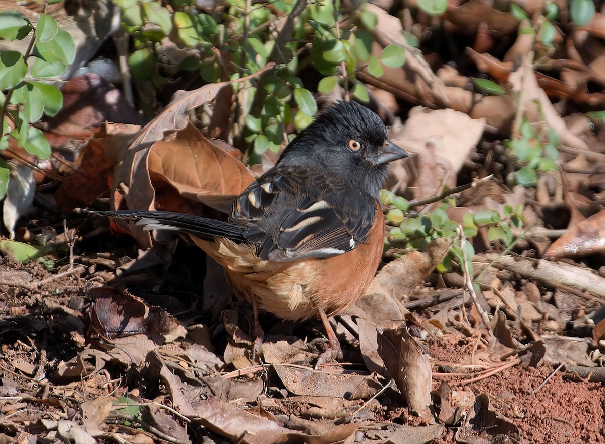 Eastern Towhee (White-eyed) - ML632665986