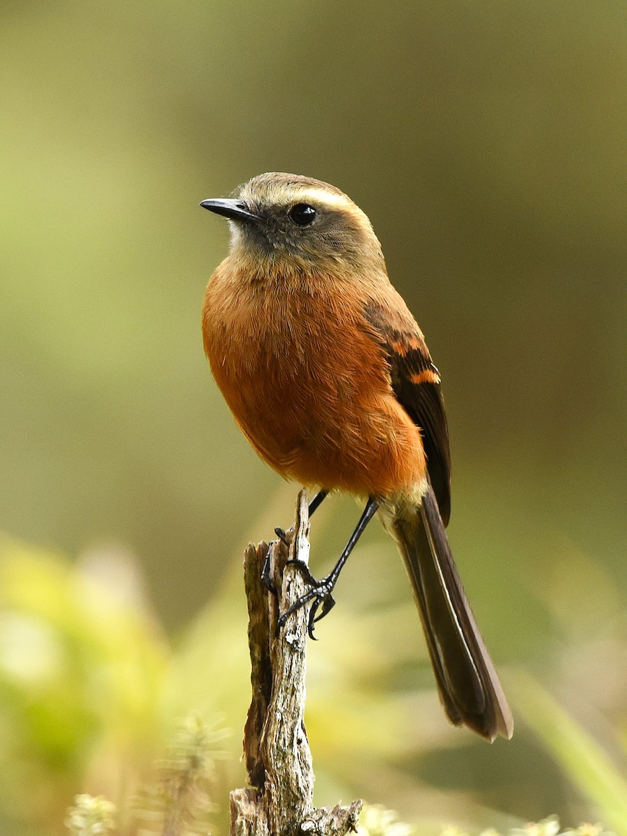 Brown-backed Chat-Tyrant - Sebastian Herzog