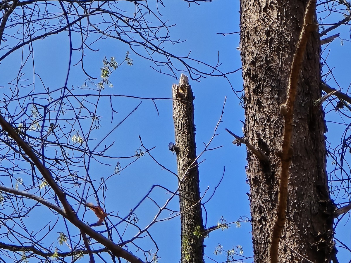 Brown-headed Nuthatch - ML632666060
