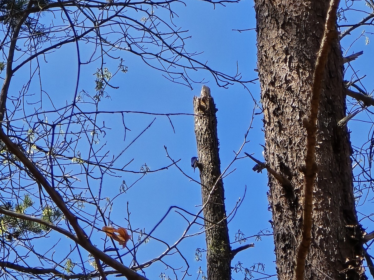 Brown-headed Nuthatch - ML632666061