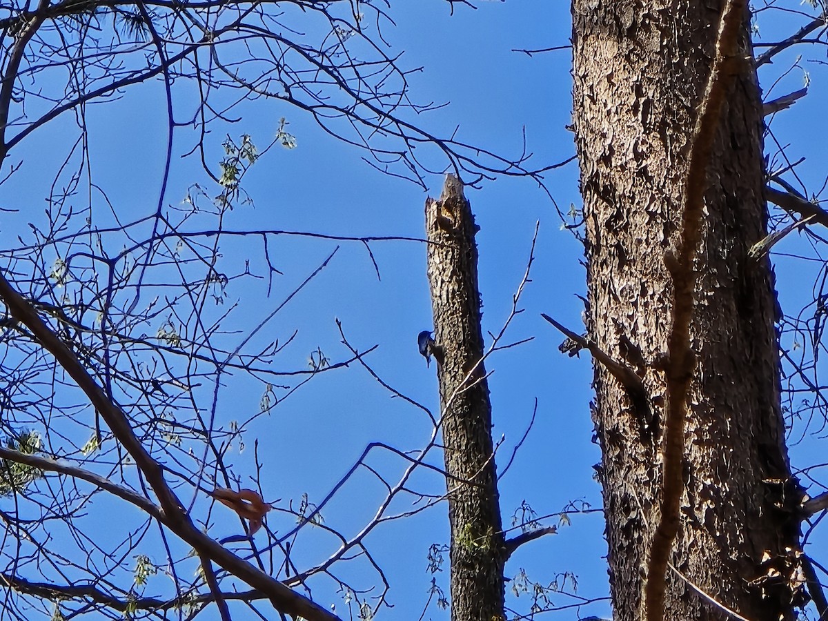 Brown-headed Nuthatch - ML632666062