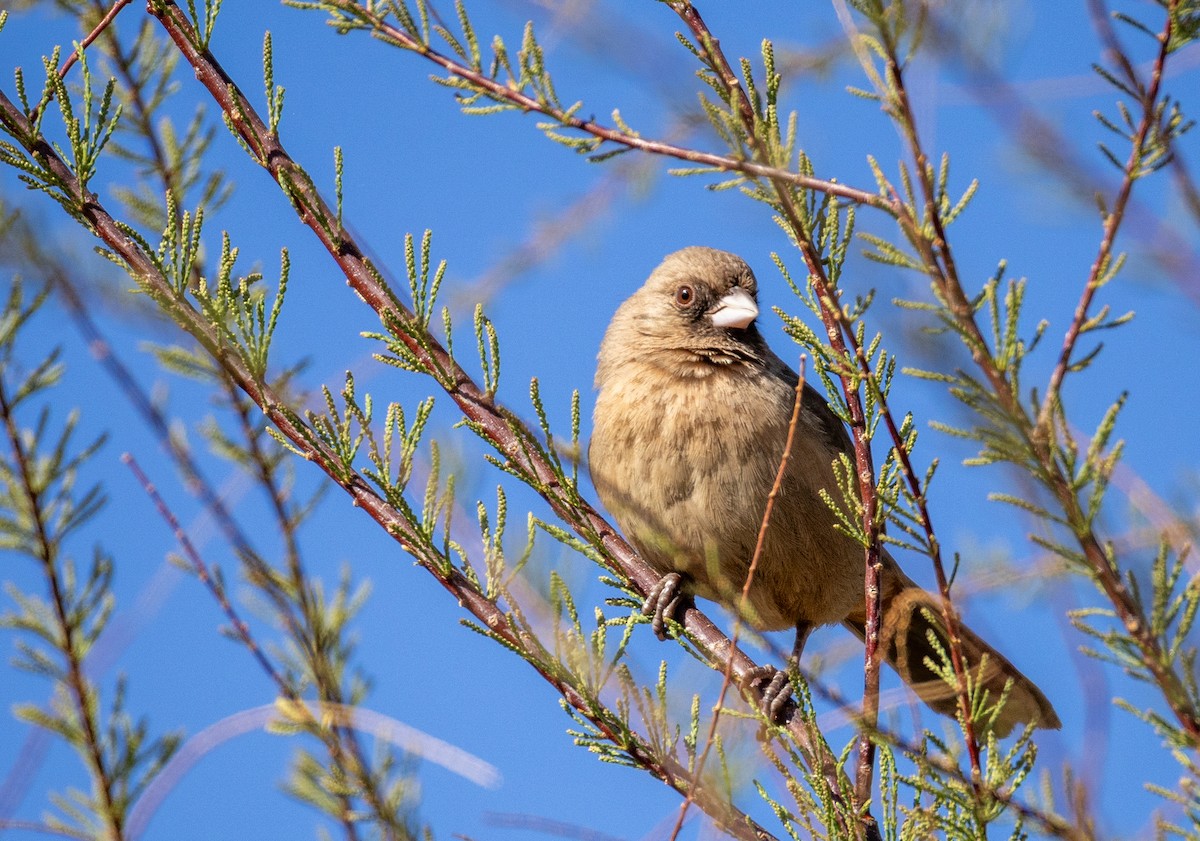 Abert's Towhee - ML632666078