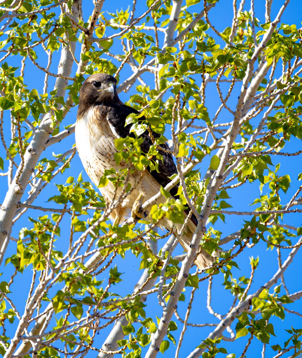 Red-tailed Hawk - ML632666106