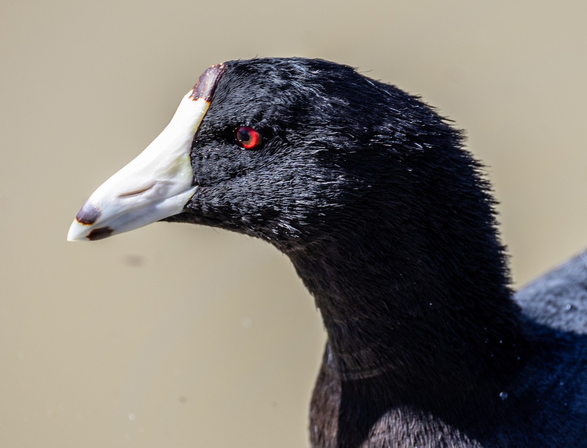 American Coot - ML632666115