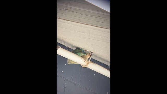 Rosy-faced Lovebird - ML632666124
