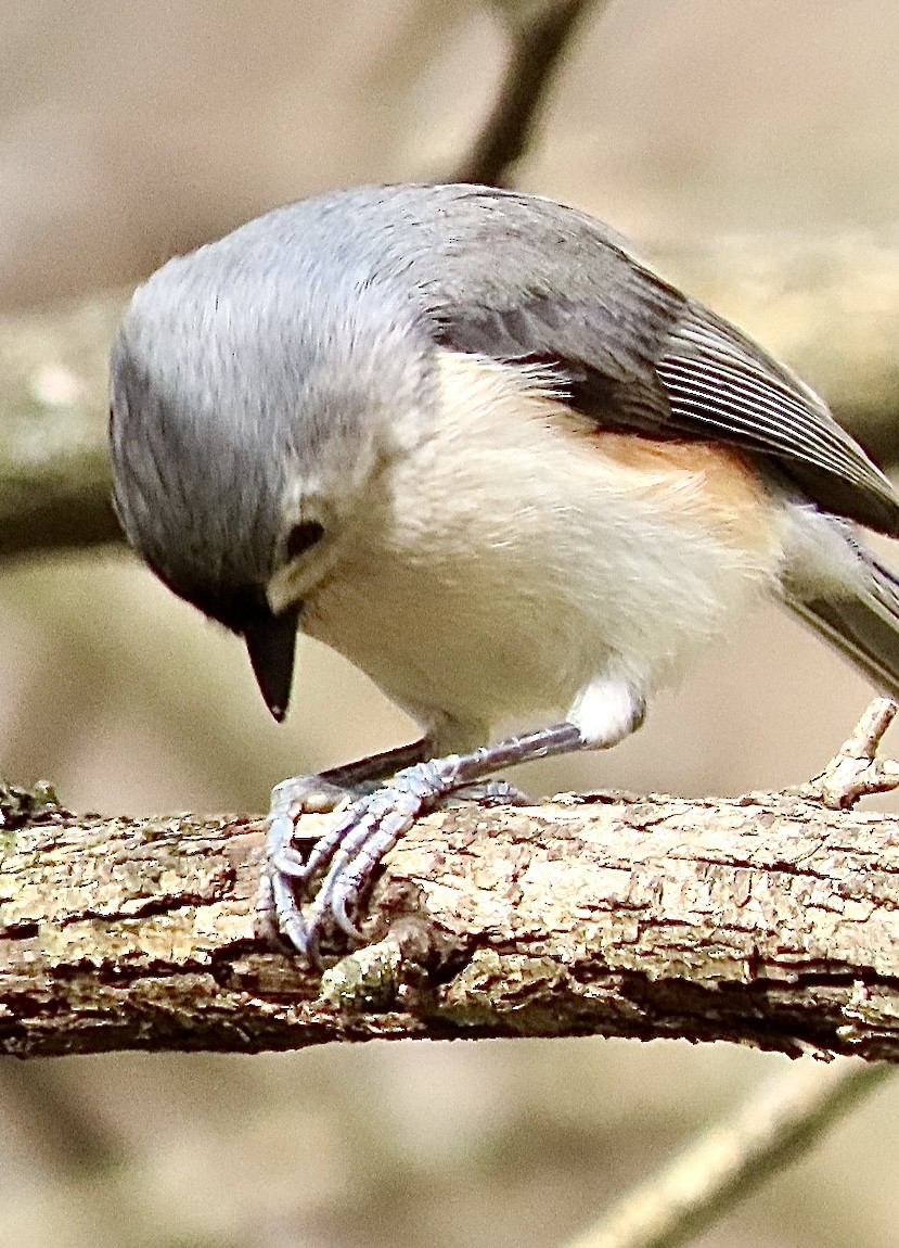 Tufted Titmouse - ML632666131