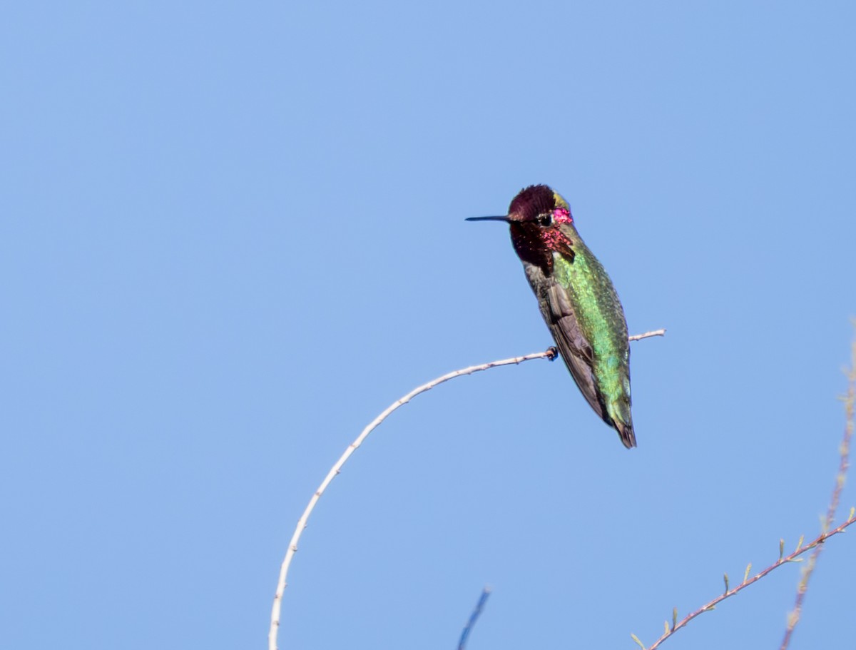 Anna's Hummingbird - ML632666165