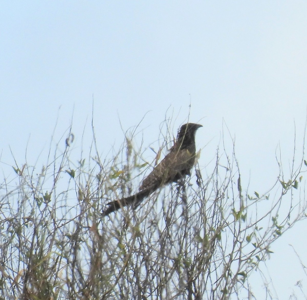 Pheasant Coucal - ML632666276