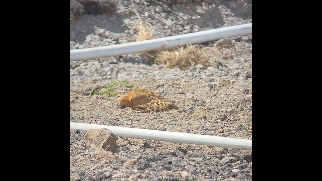 Chestnut-bellied Sandgrouse - ML632666457