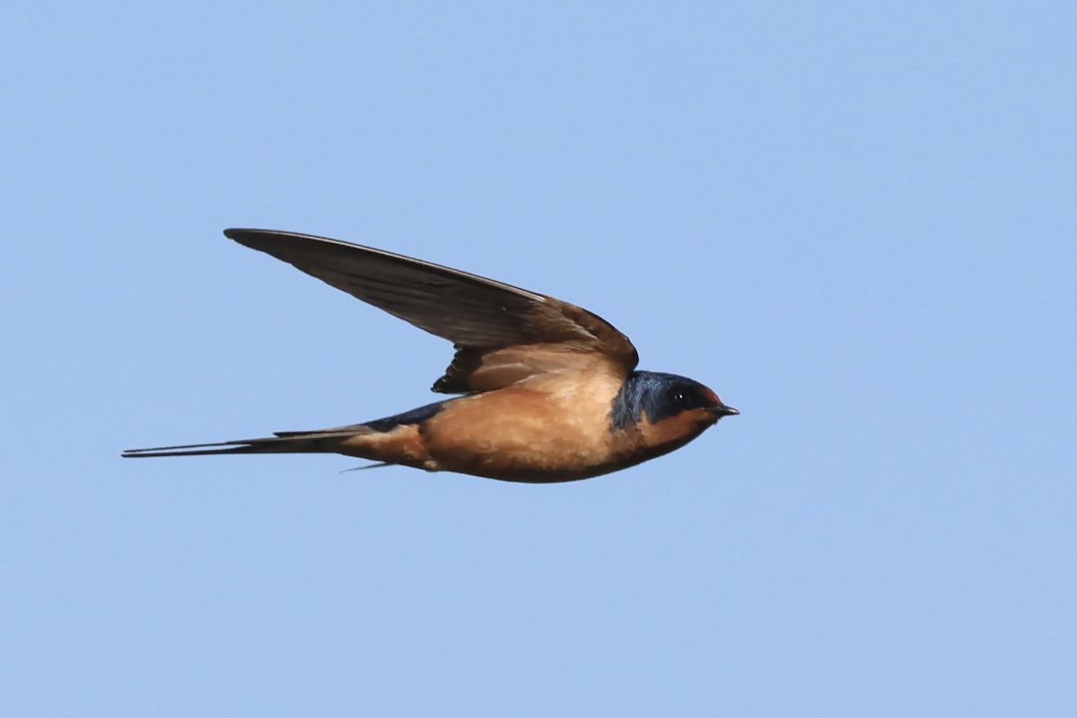 Golondrina Común (americana) - ML632666494