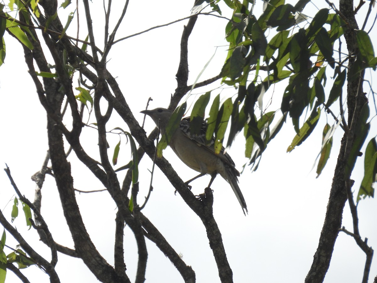Great Bowerbird - ML632666501