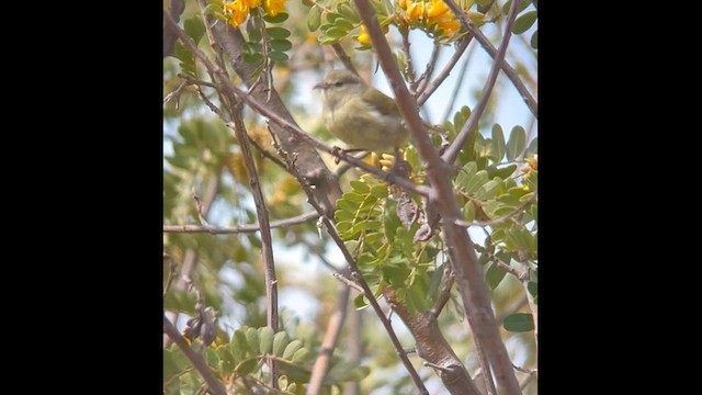 Hawaii Amakihi - ML632666566