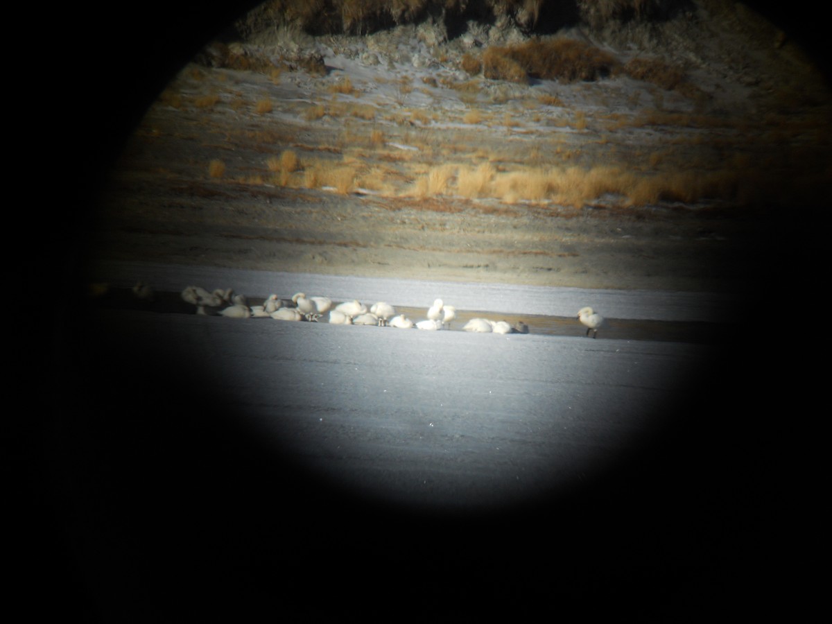 Гунгар хун (Bewick's) - ML632666622