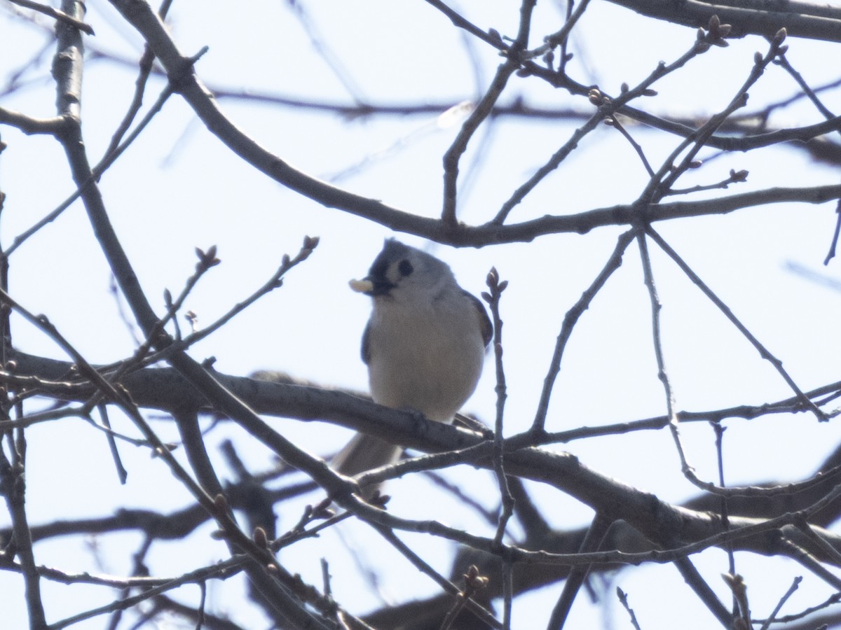 Tufted Titmouse - ML632666946