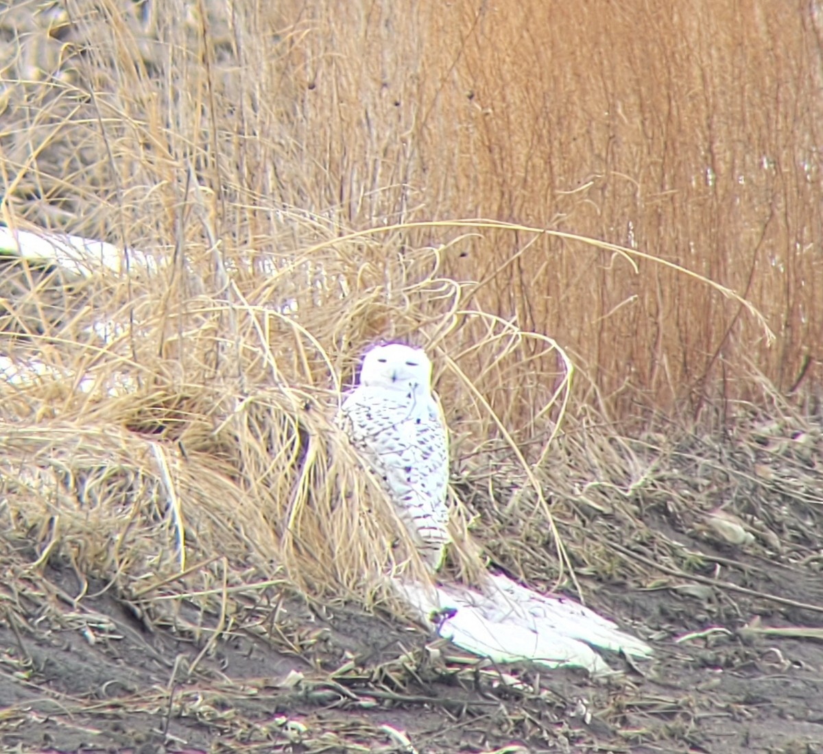 Snowy Owl - ML632667023