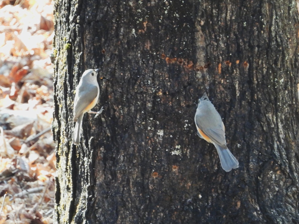 Tufted Titmouse - ML632667125