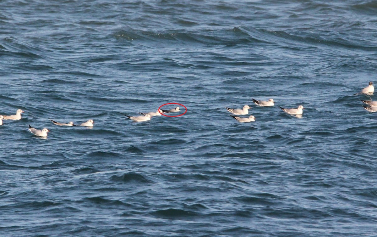 Black-legged Kittiwake - ML632667399