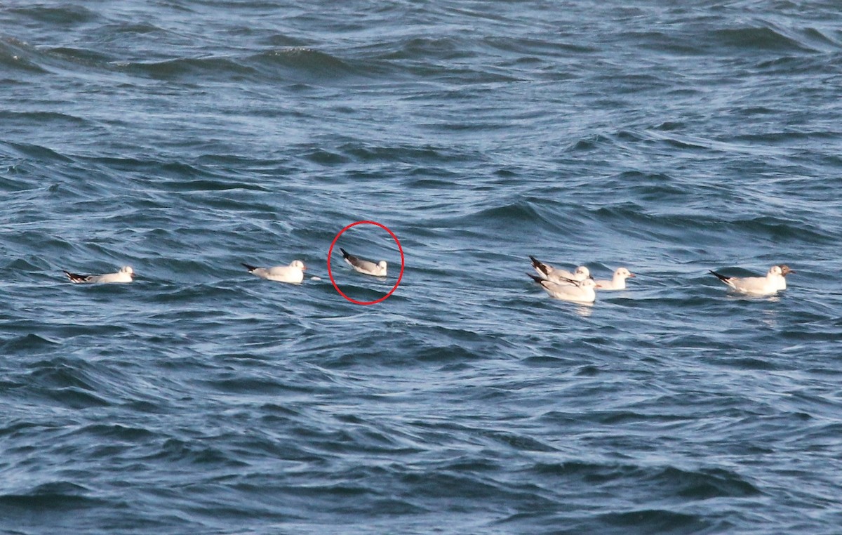 Black-legged Kittiwake - ML632667400
