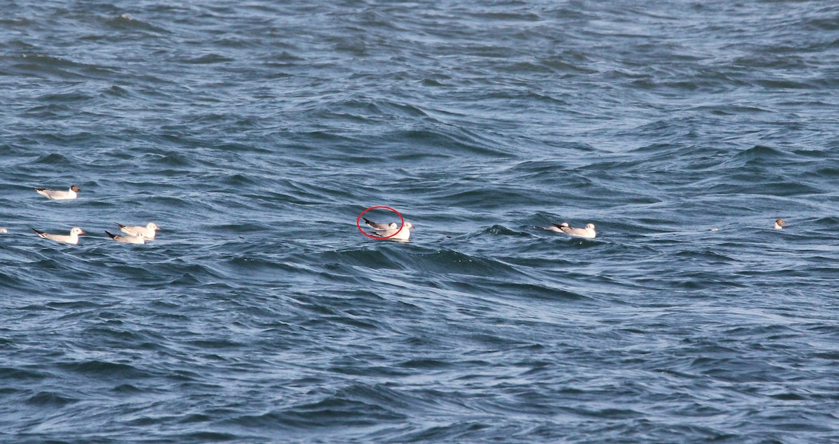 Black-legged Kittiwake - ML632667401