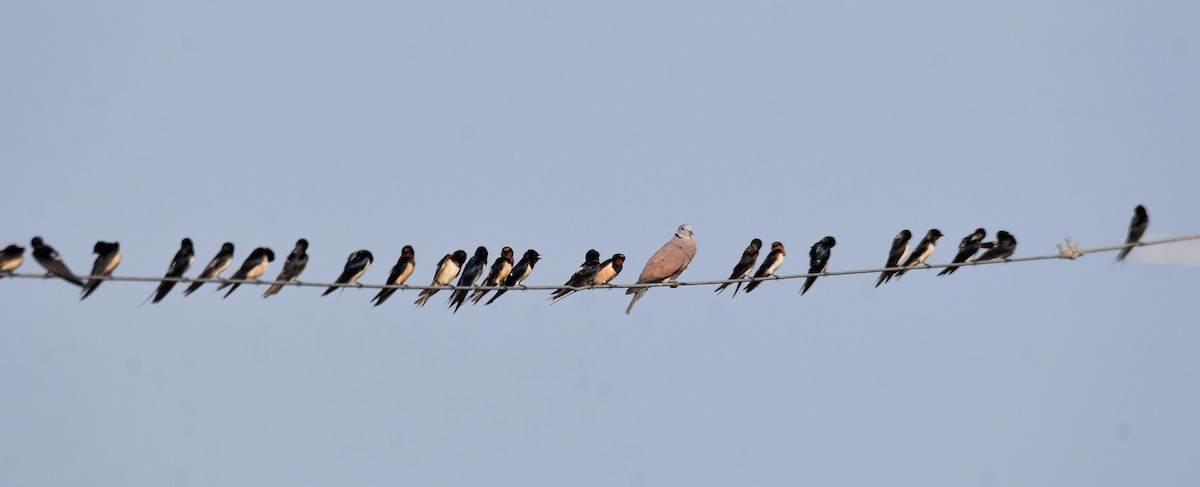 Golondrina Común - ML632667478