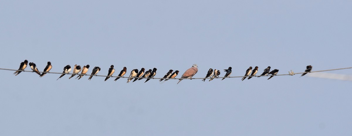 Golondrina Común - ML632667479