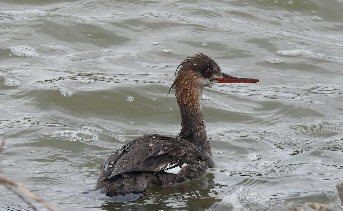 Red-breasted Merganser - ML632667555