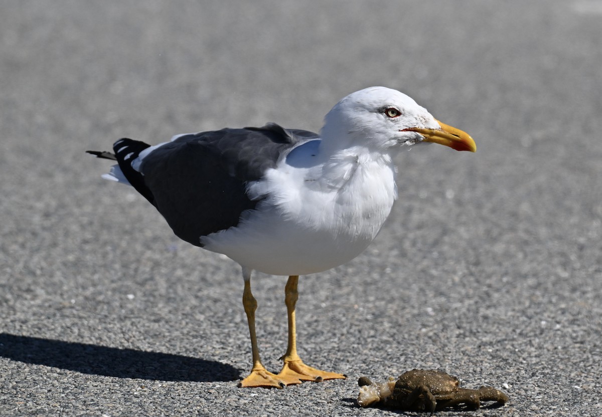 Lesser Black-backed Gull - ML632667589