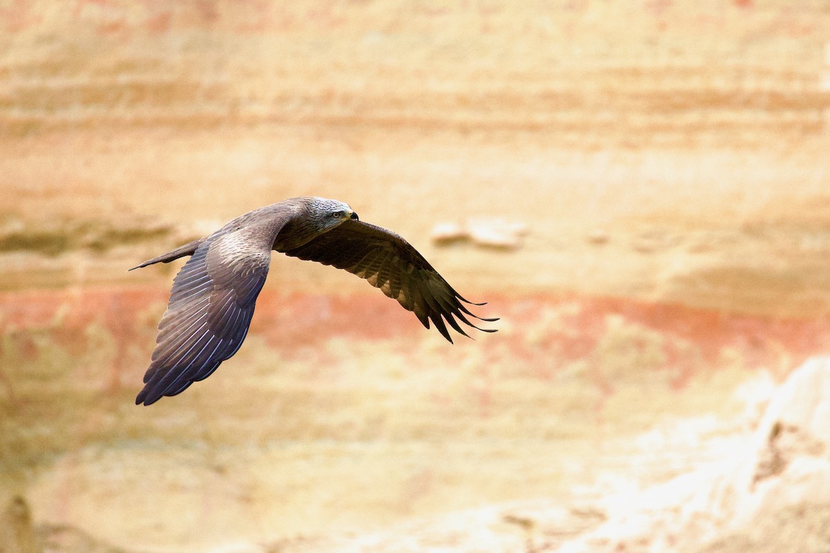 Black Kite - ML632667708