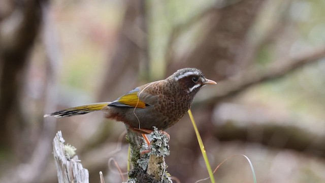 White-whiskered Laughingthrush - ML632668029
