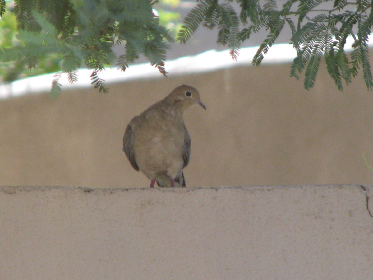 Mourning Dove - ML632668177