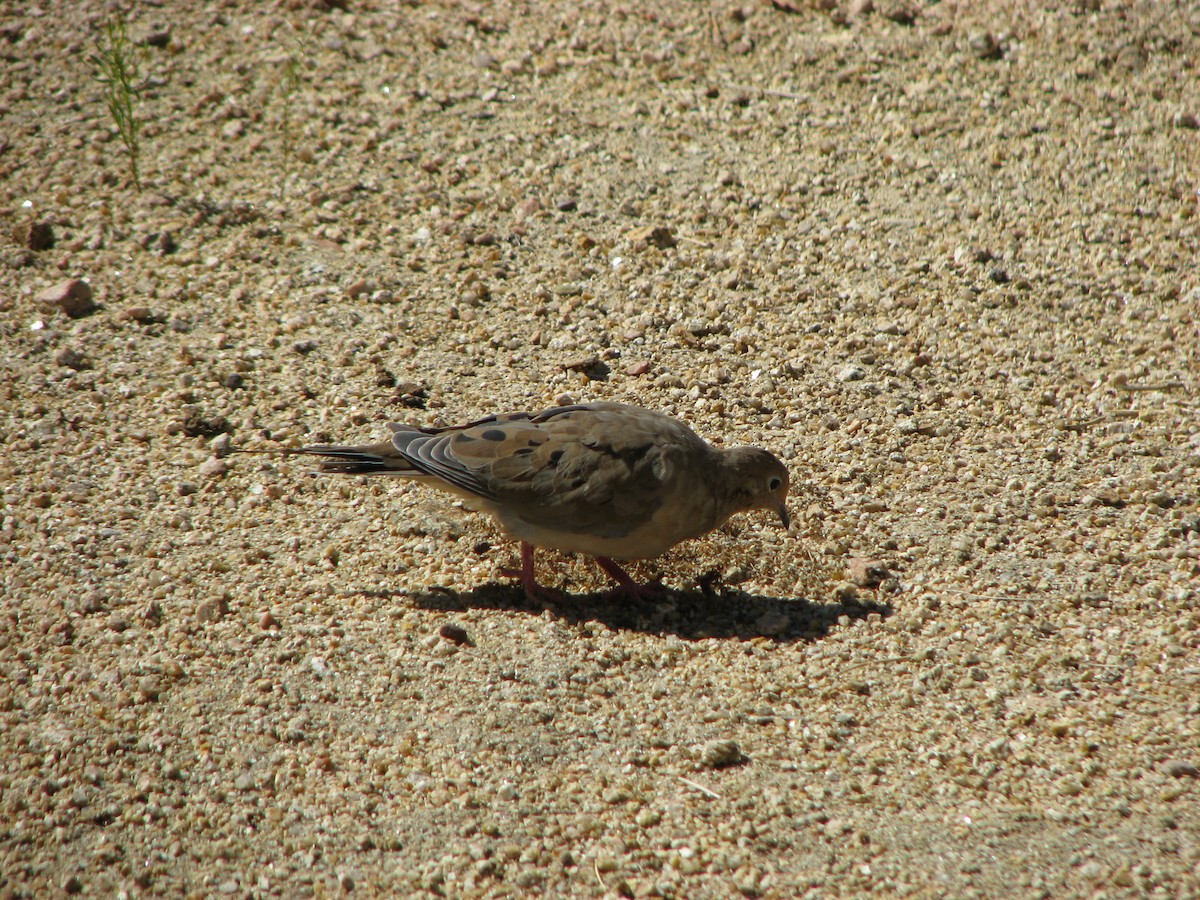 Mourning Dove - ML632668191