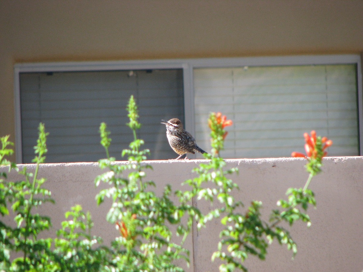 Cactus Wren - ML632668225