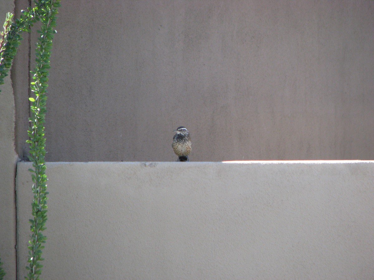 Cactus Wren - ML632668233