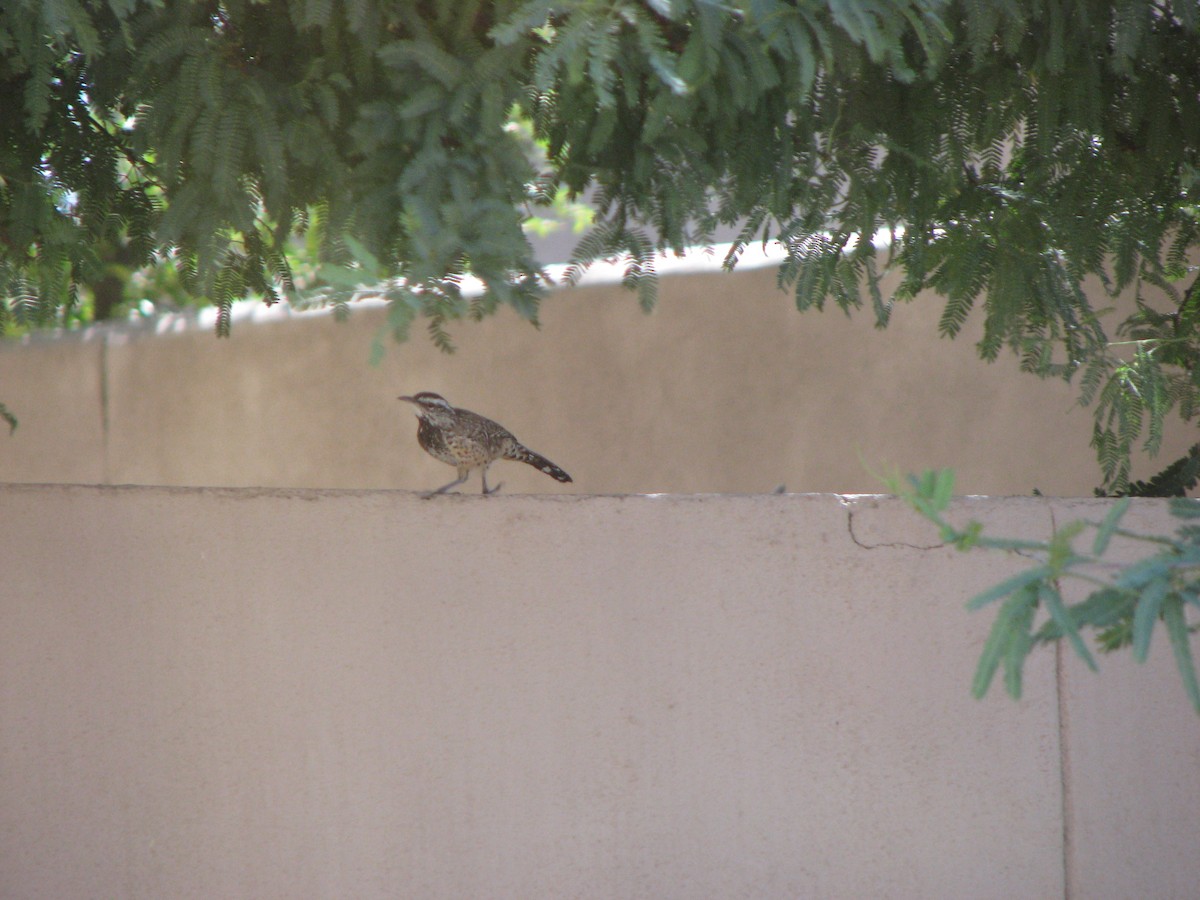 Cactus Wren - ML632668250