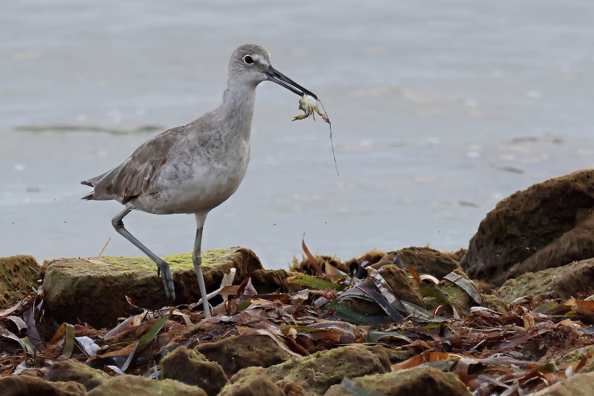 Willet - ML632668276