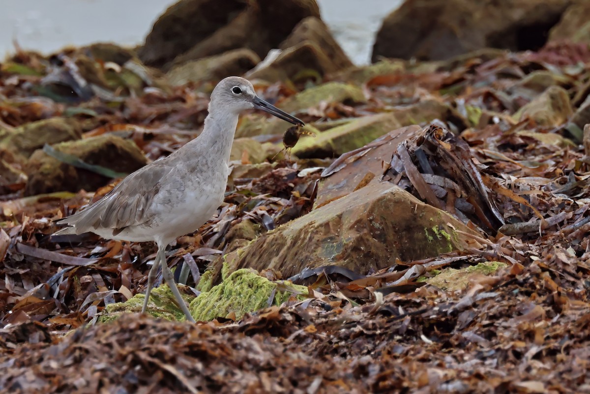 Willet - ML632668277