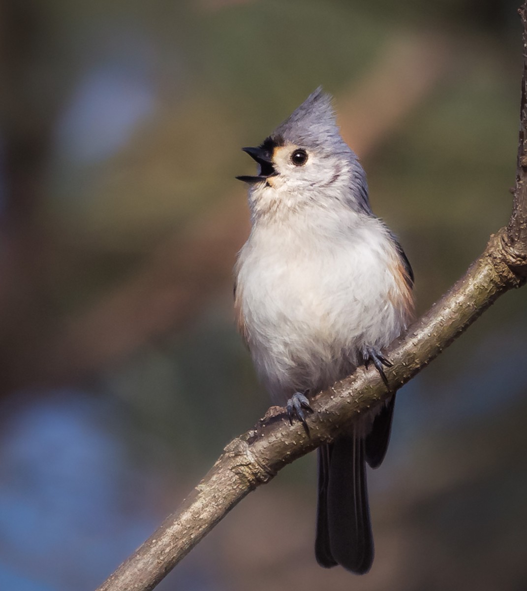 Tufted Titmouse - ML632668336