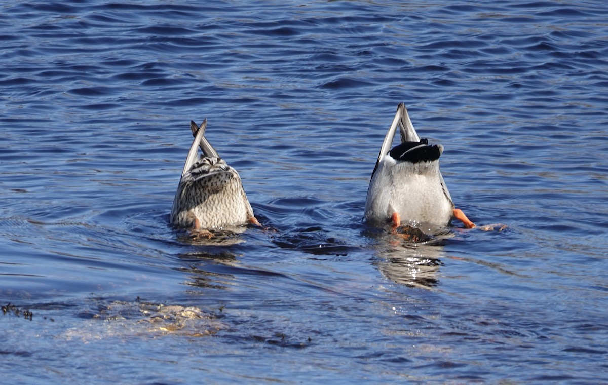 Mallard - ML632668380