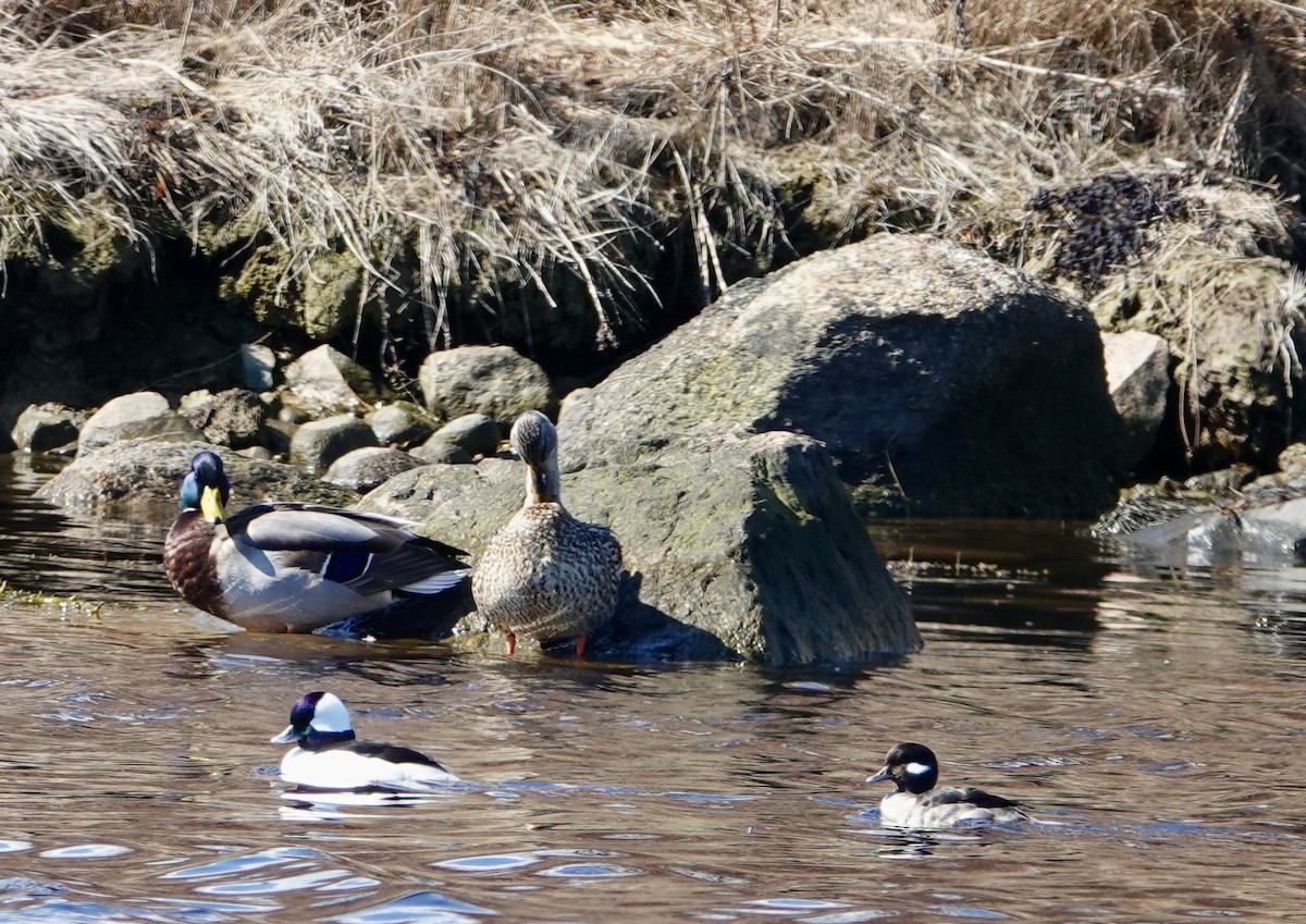 Bufflehead - ML632668405