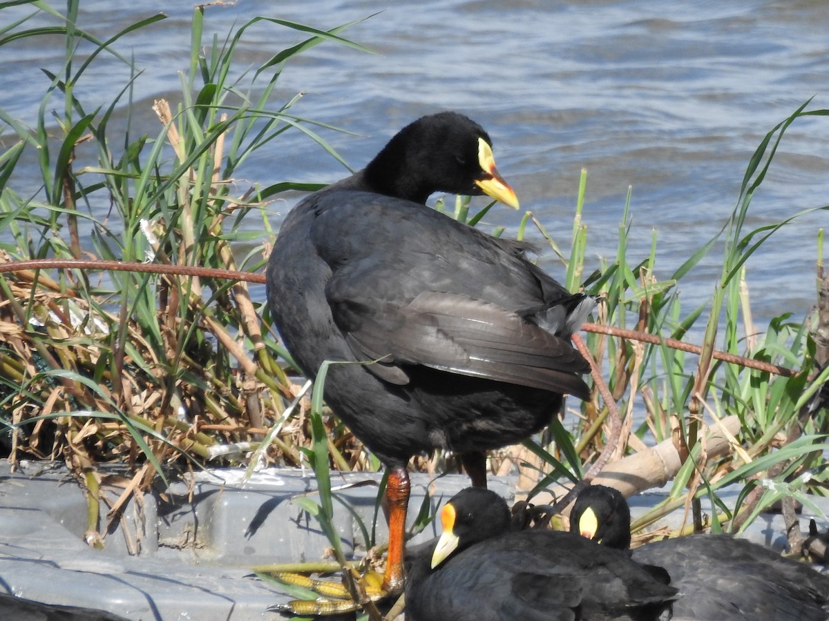 Red-gartered Coot - ML632668453