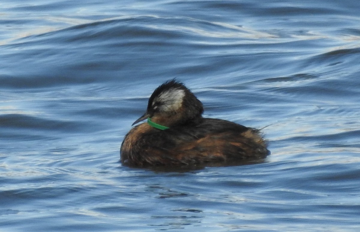 White-tufted Grebe - ML632668465