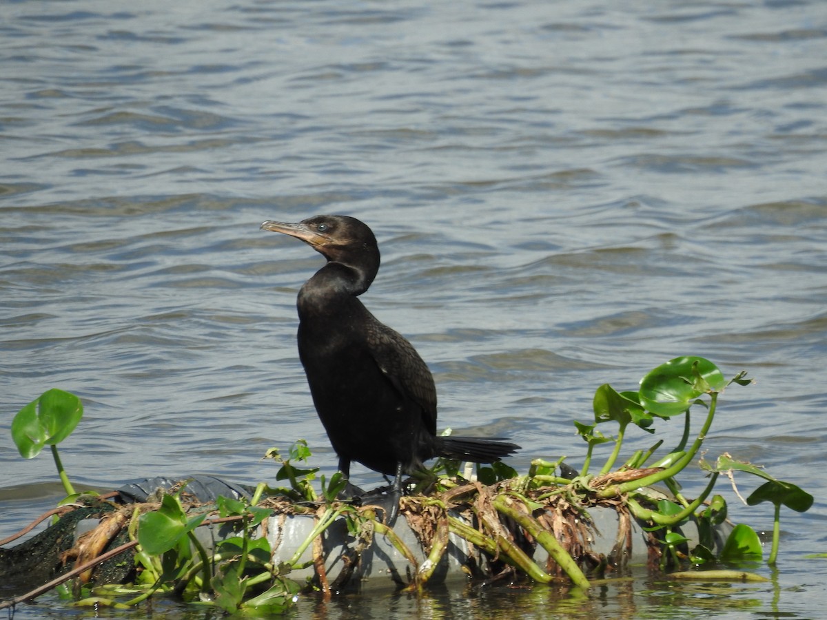 Neotropic Cormorant - ML632668482