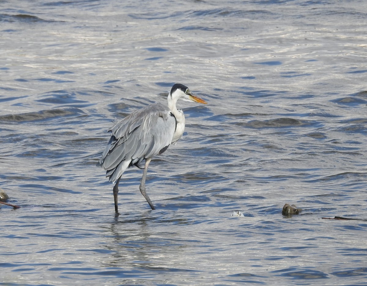 Cocoi Heron - ML632668500