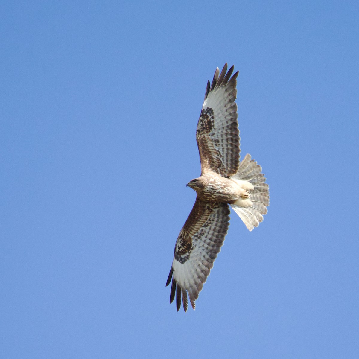 Common Buzzard - ML632668732